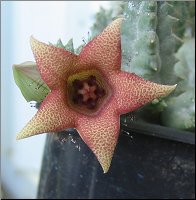 Whitesloanea crassa x Huerniopsis decipiens 1